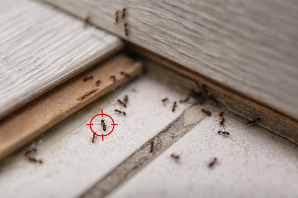 Best Affordable Pest Control Services  in Old Jefferson, LA